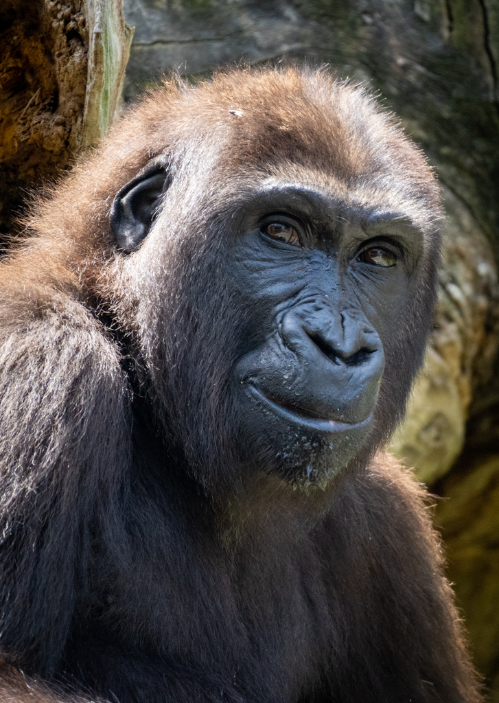 Virunga, la gorila de BIOPARC Valencia, cumple 5 años