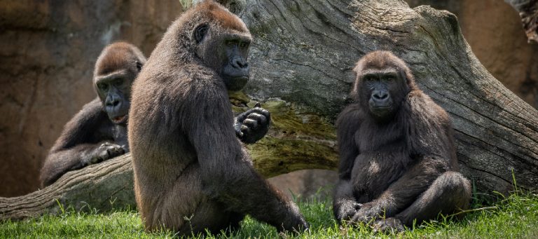 Virunga, la gorila nacida en BIOPARC Valencia, cumple 5 años