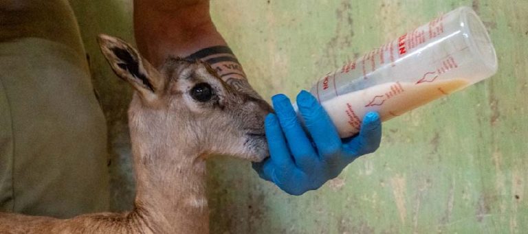Los cuidadores de BIOPARC Valencia salvan a una cría de una especie de gacela en peligro crítico de extinción