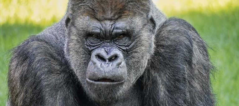 Doble celebración de cumpleaños de los gorilas de BIOPARC Valencia