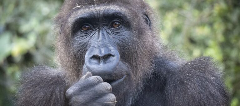 BIOPARC celebra el 9º aniversario de Ebo, el primer gorila nacido en la Comunidad Valenciana