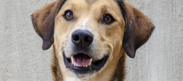 Este domingo 19 vuelve a BIOPARC el 19º Desfile de A.U.P.A para adoptar perros abandonados