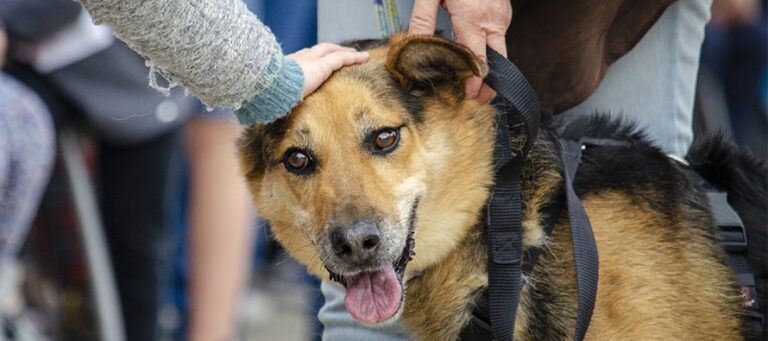 Emotivos “finales felices” en el 19º Desfile de perros abandonados AUPA – Fundación BIOPARC