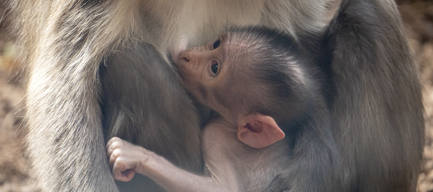 Nace una cría a la vista del público en BIOPARC Valencia de un peculiar primate en peligro de extinción