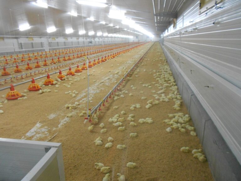 LA UNIÓ y ASAV reclaman a Agricultura medidas urgentes para compensar la difícil situación del sector avícola valenciano por el aumento de costes