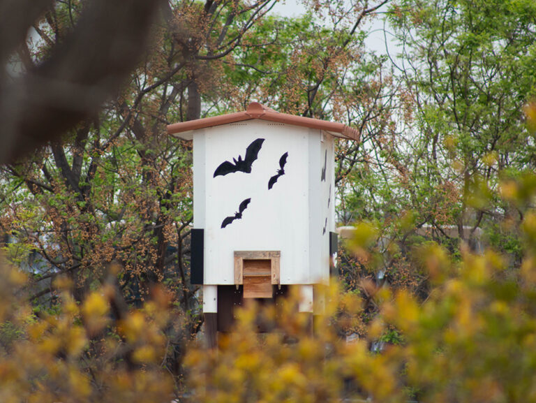 Bodegas Enguera aumenta las ‘noches de murciélagos’ para mostrar sus beneficios en el cultivo de la vid