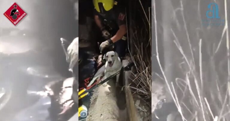 Los bomberos rescatan a tres perros atrapados en un embalse de riego en Elche