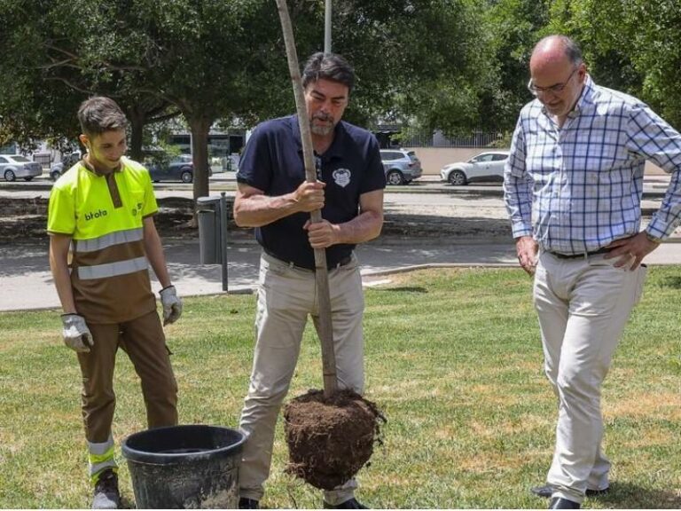 El Ayuntamiento de Alicante plantará mil nuevos árboles este invierno