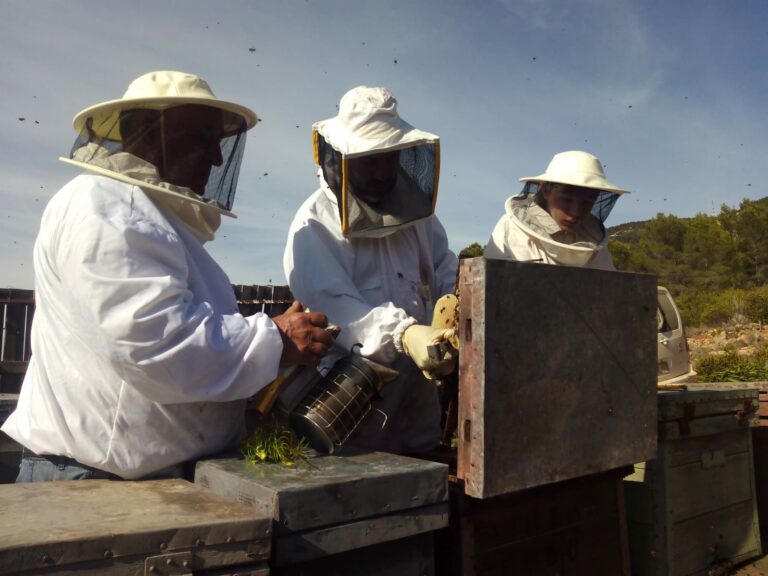 Concluye una «campaña catastrófica» para los apicultores de la Comunitat Valenciana con un descenso del 70% en la cosecha de miel