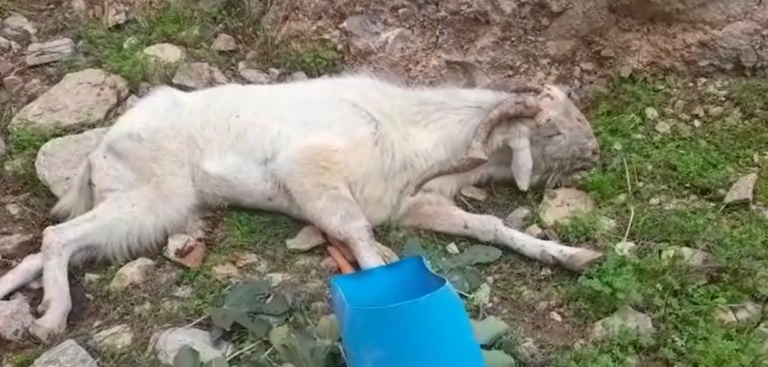 Vecinos de Callosa de Segura rescatan a una cabra herida después de que el Ayuntamiento intentase sacrificarla
