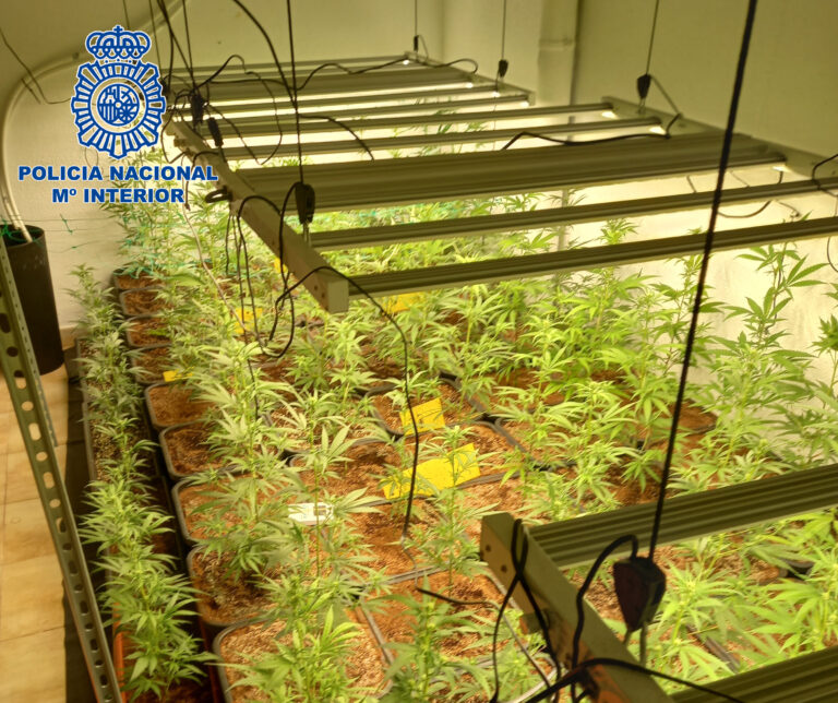 Desmantelado un cultivo indoor de 296 plantas de marihuana en La Nucía