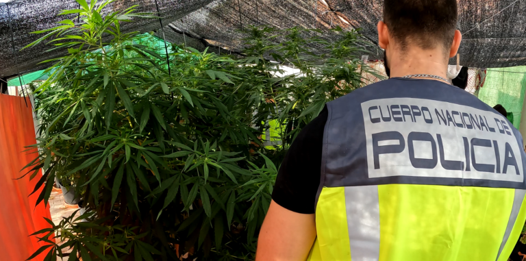Detenidos dos hombres que cultivaban marihuana en sus domicilios en Sagunto