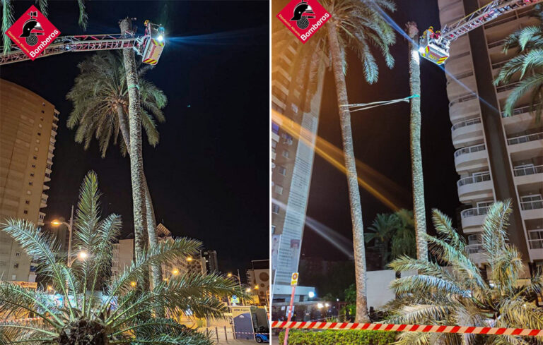 Cae el ‘cepellón’ de una palmera de 20 metros de altura en Benidorm