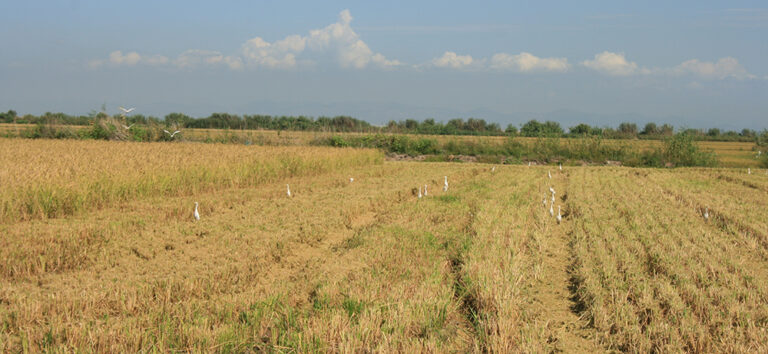 AVA-ASAJA alerta del problema medioambiental que puede causar el retraso burocrático de los permisos para quemar la paja del arroz