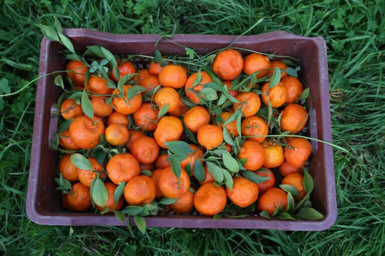 Las mandarinas con hoja, cada vez más demandadas en los mercados europeos