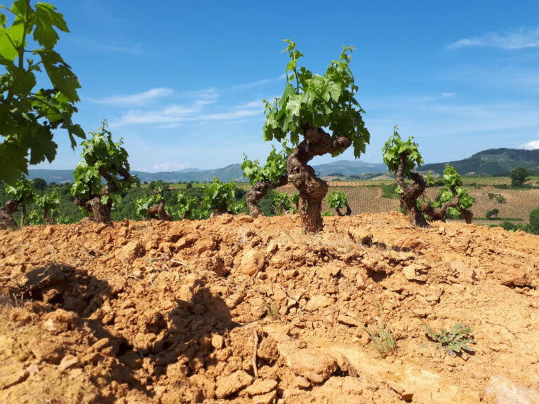 LA UNIÓ reclama ayudas por la sequía y que se amplíen a más cultivos en la Comunitat Valenciana